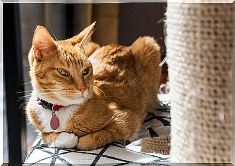 Scratching post for cats: why doesn't my cat like it?