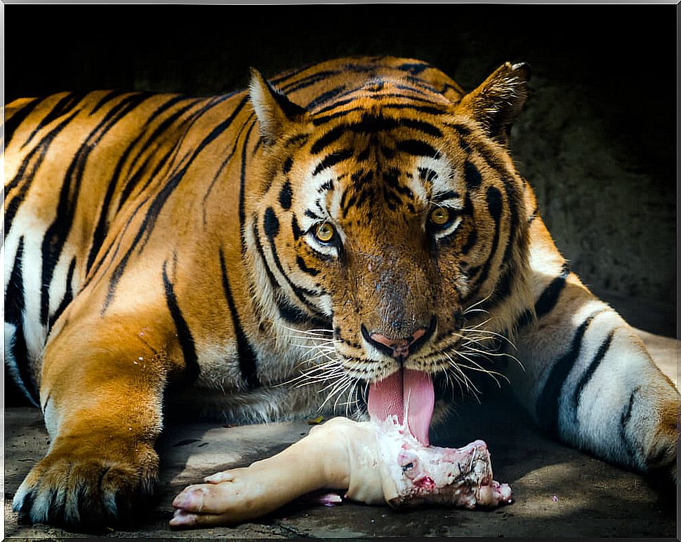 Tiger eating meat.