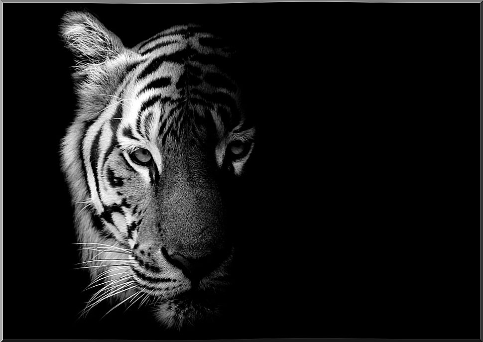 Tiger at night.