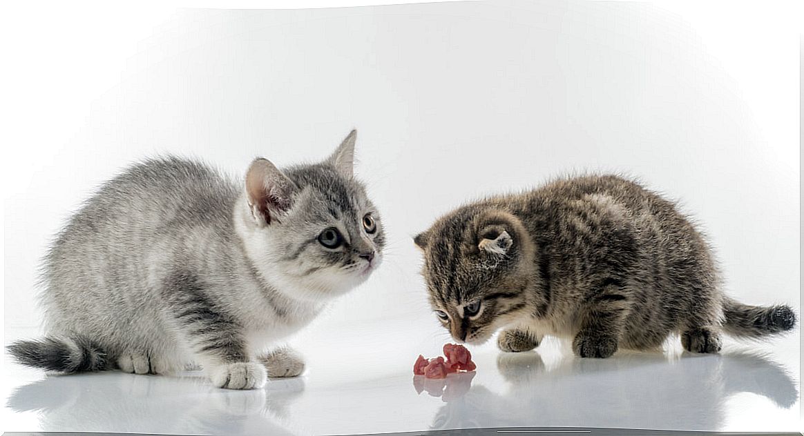 Two cats eating meat.