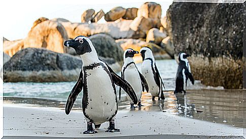 Penguins: where they are found