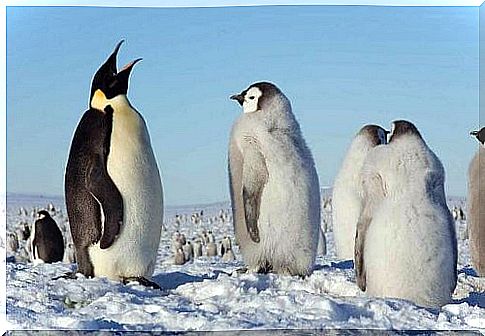 Penguins