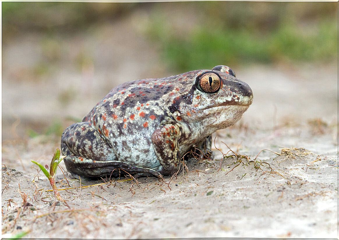 Spade Toads: Types, Habitat, and Characteristics