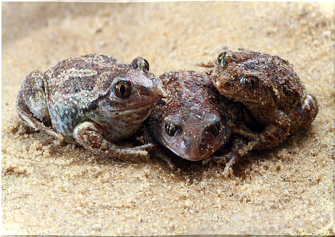 A group of spurred toads.