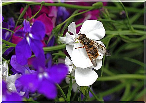 Stomoxys calcitrans