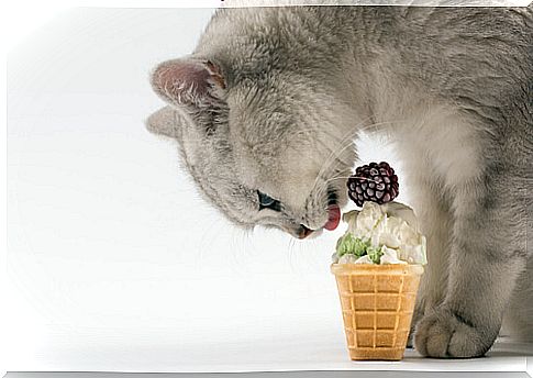 Summer recipes for your cat