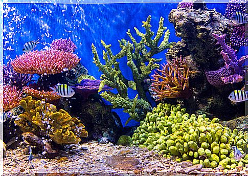 Taking care of your aquarium if you go on vacation