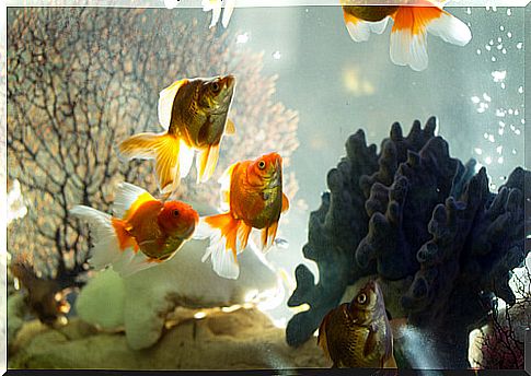 Types of filters for fish tanks