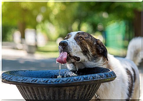 Water fountain for dogs