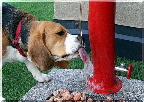 Automatic dog water dispenser