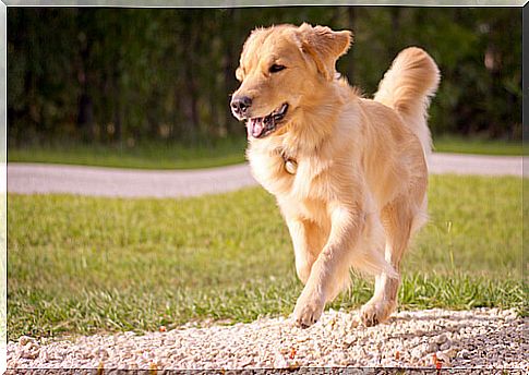 golden retriever