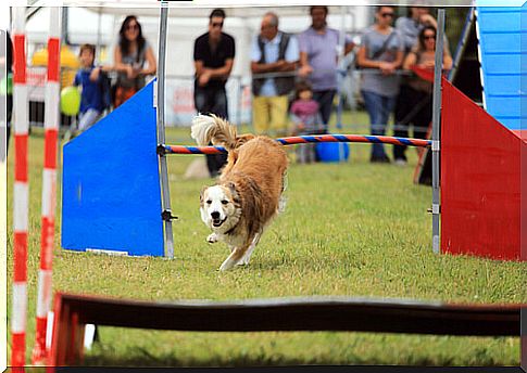 agility dog