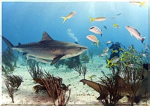 Tiger shark in its habitat