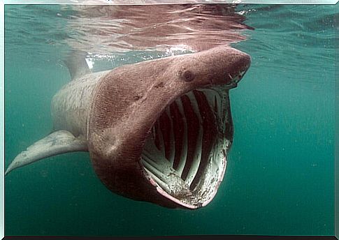 Basking shark with an open mouth.