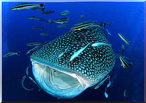 Whale shark