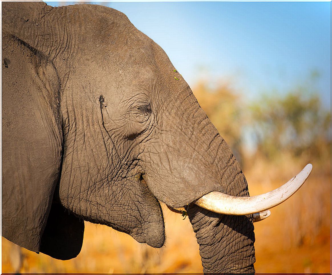 The elephant is one of the mammals with the greatest appetite.