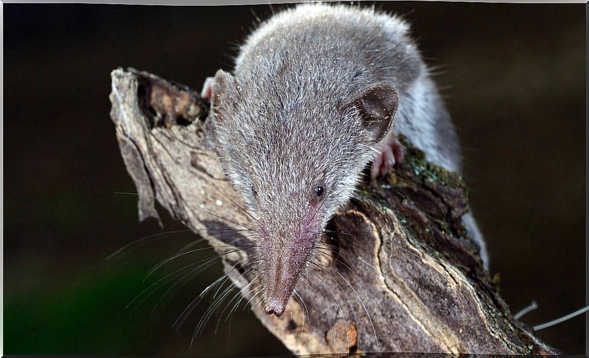 A shrew on a stick.