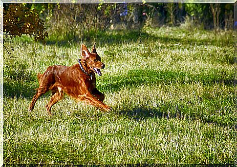 The 8 mistakes made when taking our dog to the park