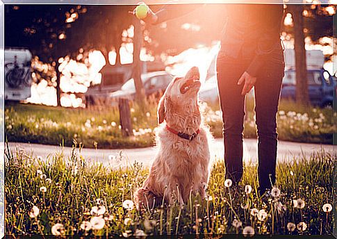 take-your-dog-to-park