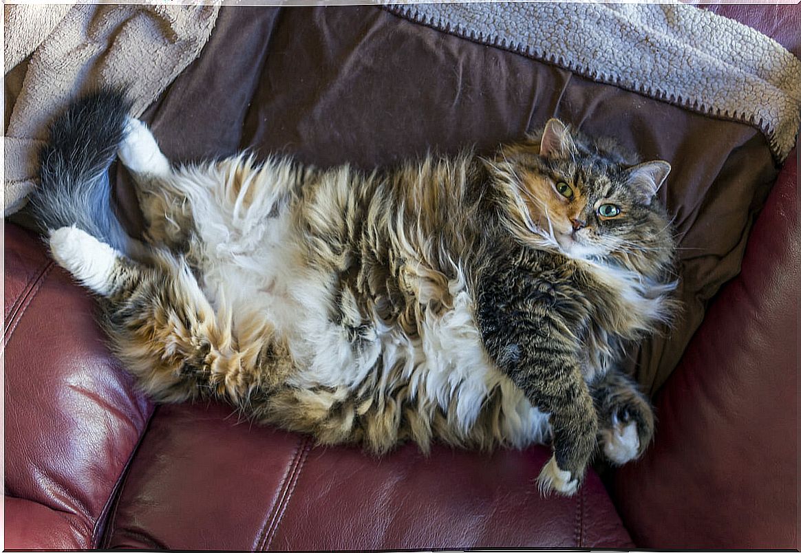 An overweight cat on a sofa.