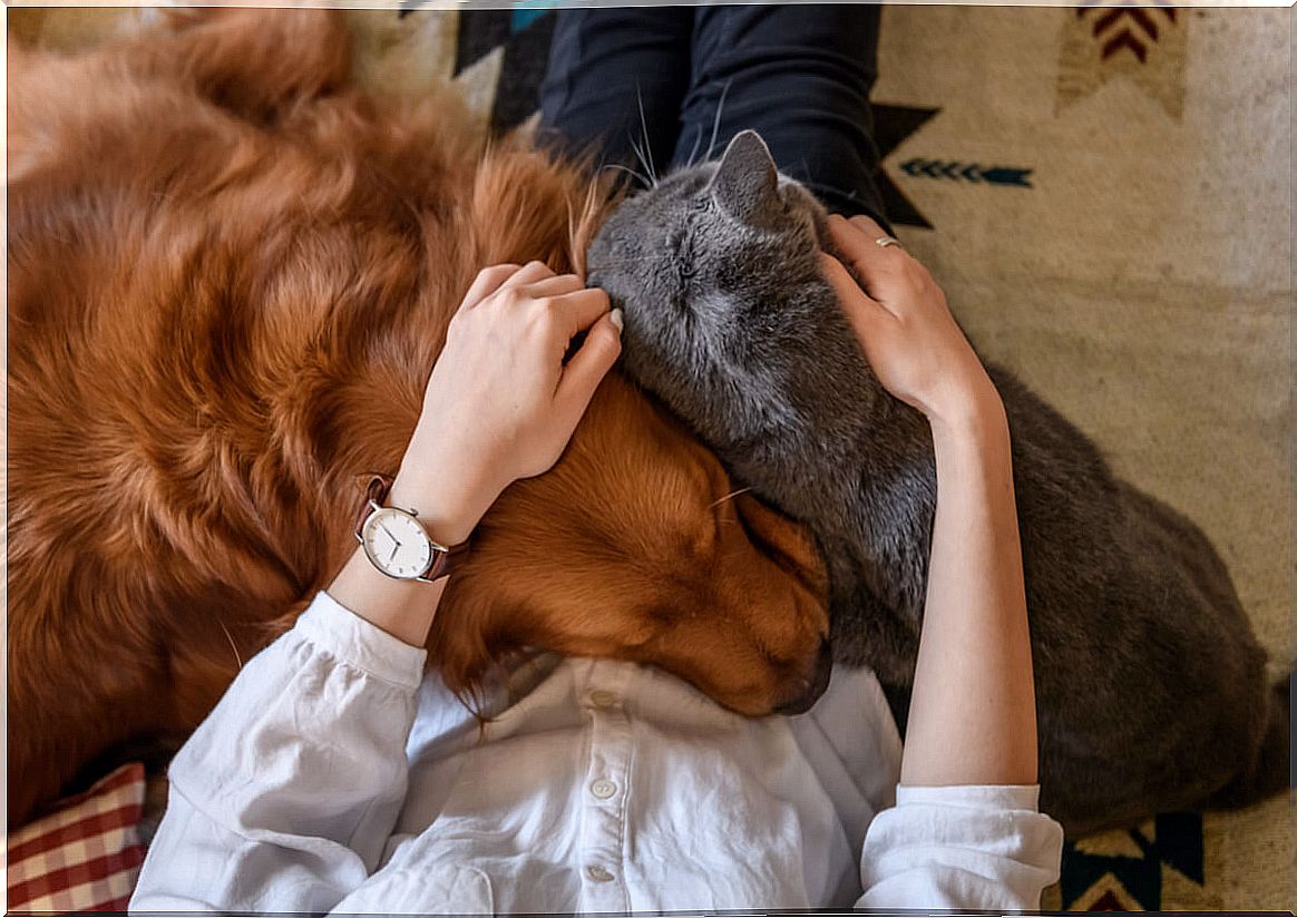 Dog and cat, hugging.