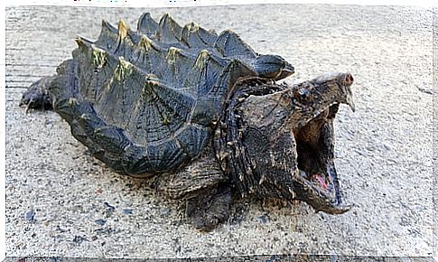 The alligator turtle: everything you need to know