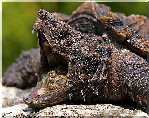 Macrochelys temminckii