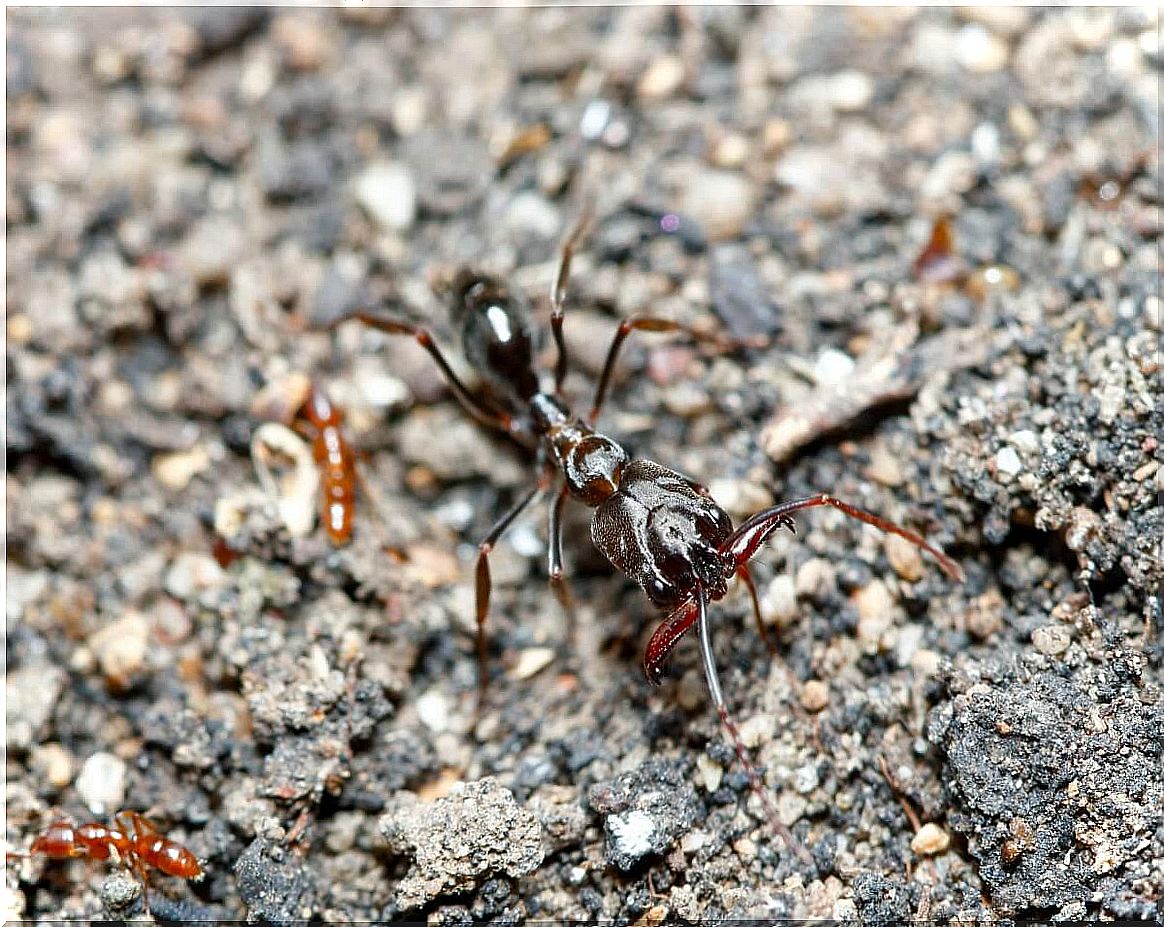 Una hormiga Odontomachus monticola.