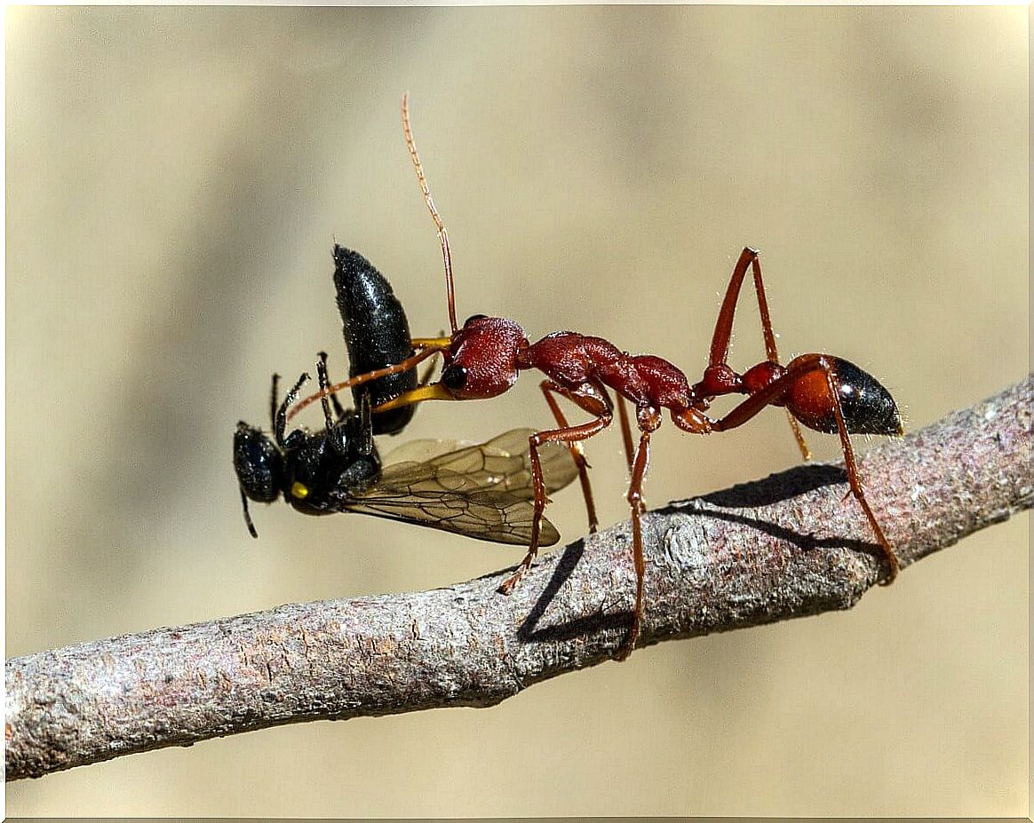 Una hormiga del género Myrmecia se come una avispa.