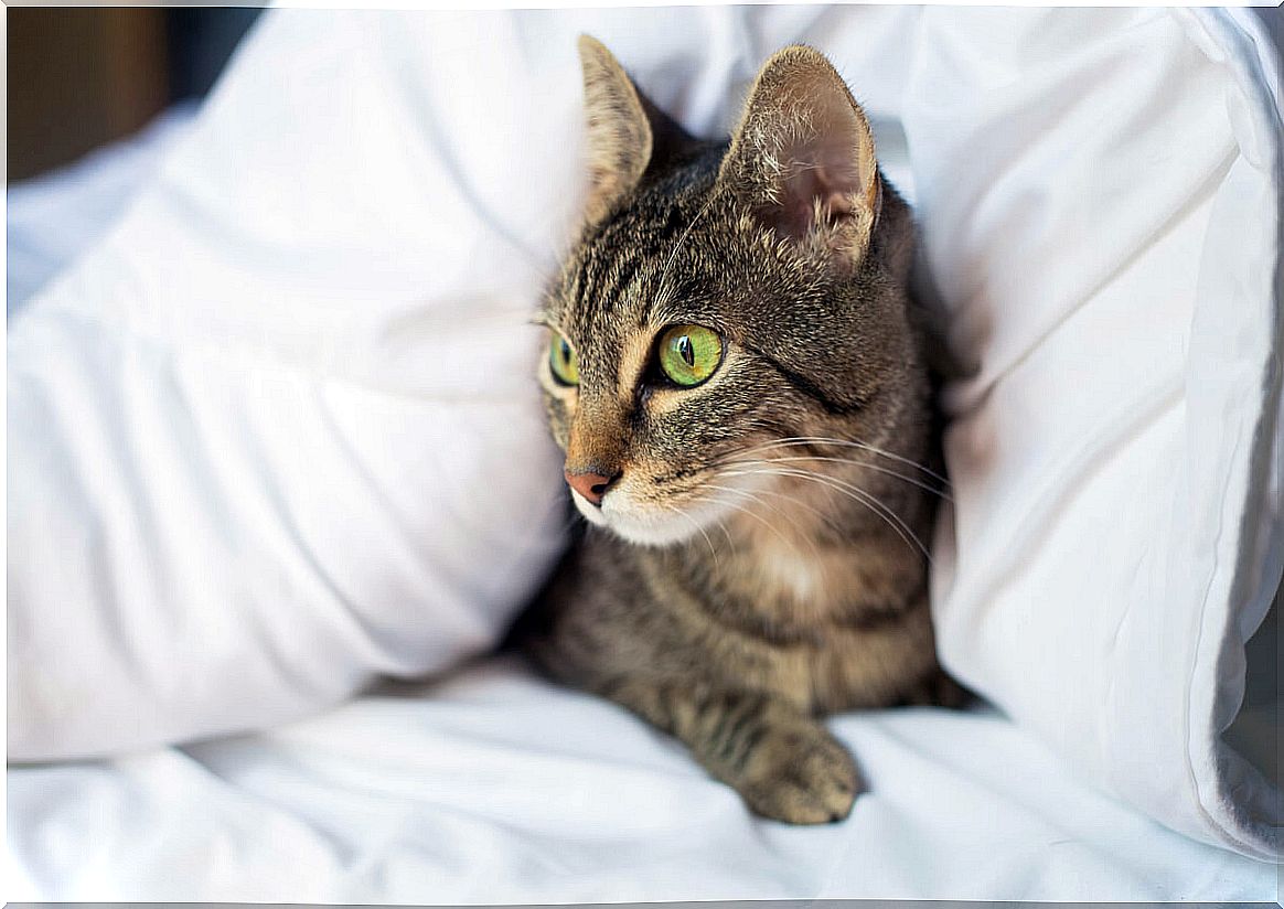 A cat under a blanket.