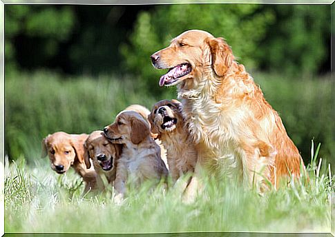 golden retriever