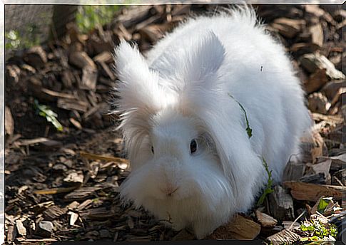 Angora dwarf rabbit in the garden