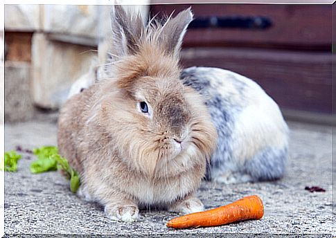 Lion head rabbit with a carrot