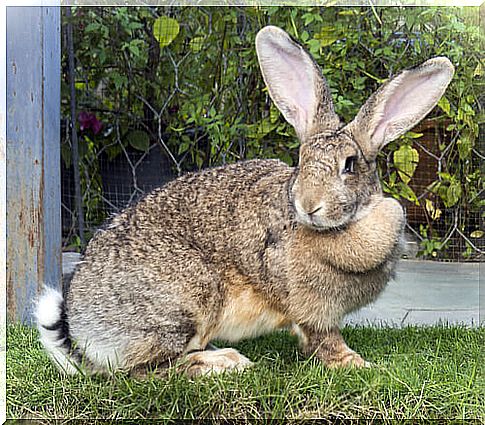 Flemish giant rabbit in the garden