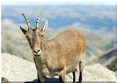 High mountain animals: goat