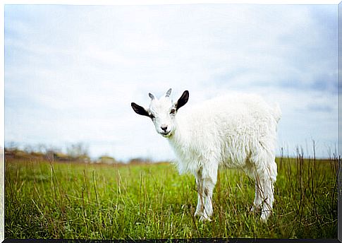 White goat in the meadow