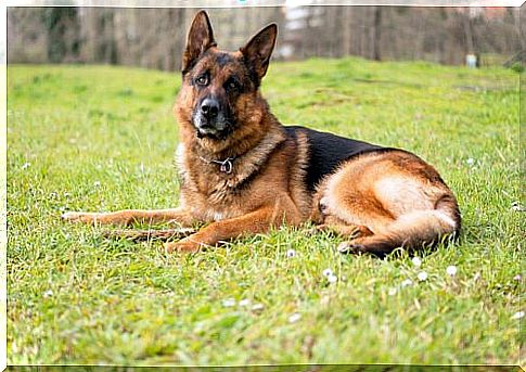 The unlimited love of a dog for its owner admitted to a hospital