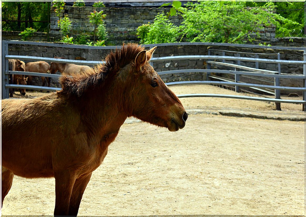 The brain: the Iberian wild horse