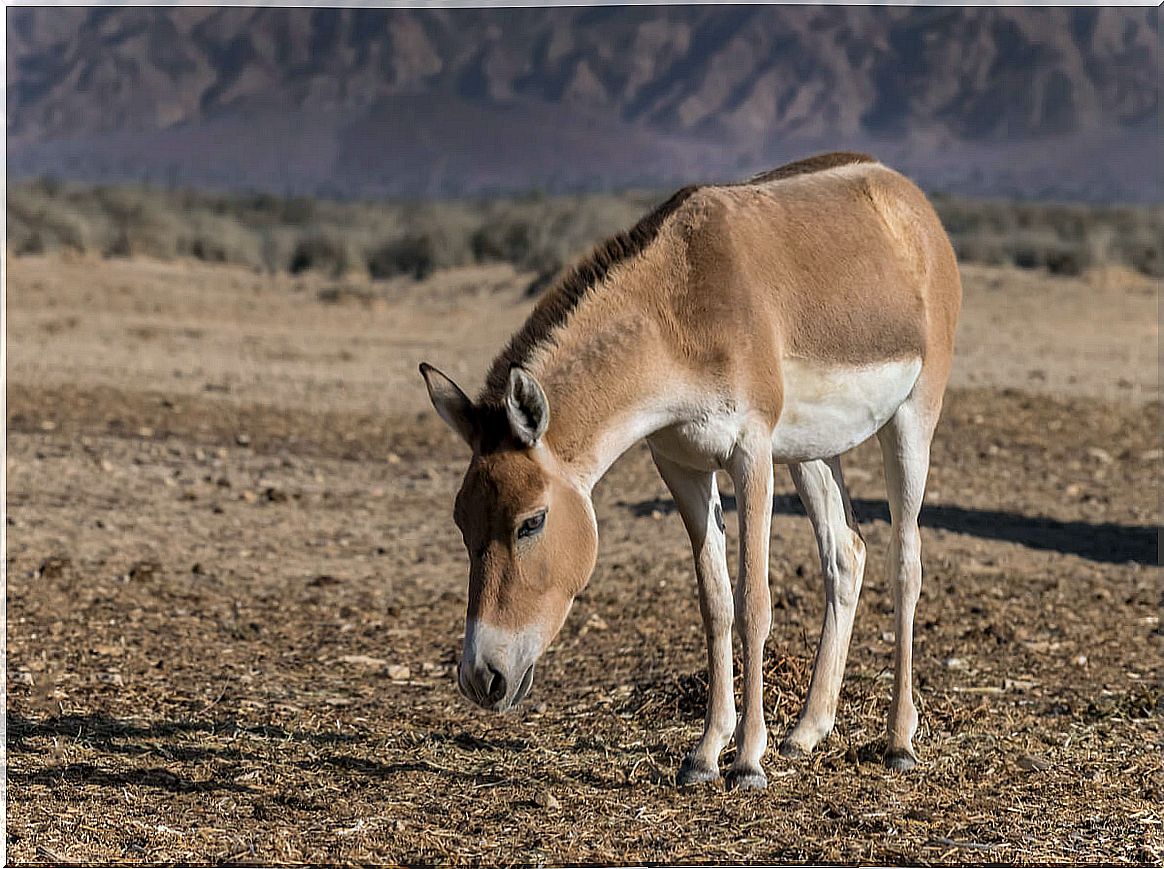 Un onagro en el desierto.