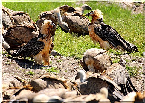 Several specimens of bearded vultures: