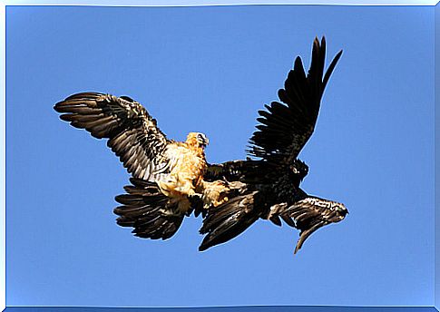 The bearded vulture hunts for food