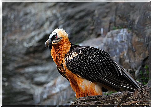 Strikingly colored bearded vulture