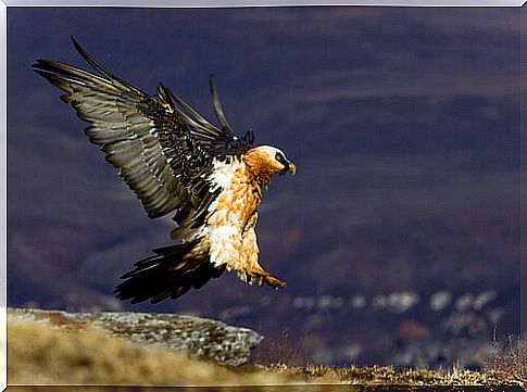 One of the characteristics of the bearded vulture has to do with its way of flying