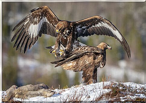 Conservation of Spanish eagles