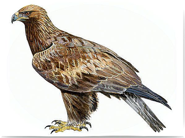 Águila real (Aquila chrysaetos)