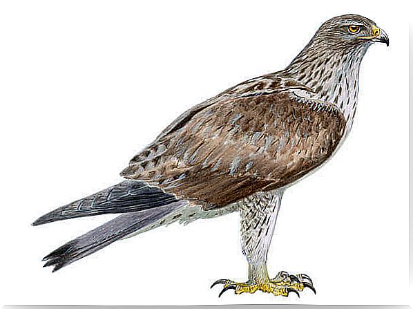 Águila azor perdicera (Aquila fasciata)