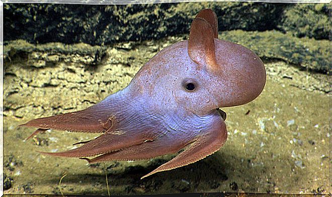 The dumbo octopus: curious but unknown