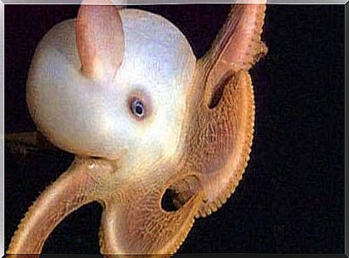 Pulpo Dumbo o Grimpoteuthis