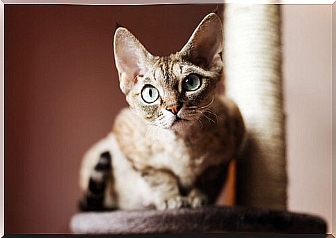 The education of the Devon rex cat