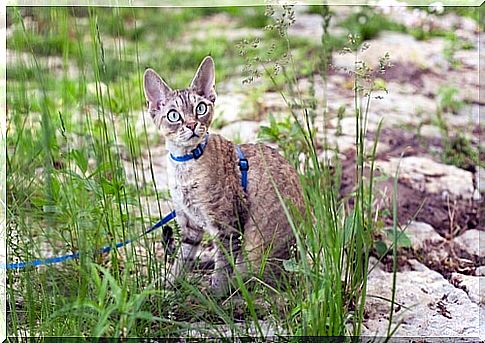 Devon rex: characteristics